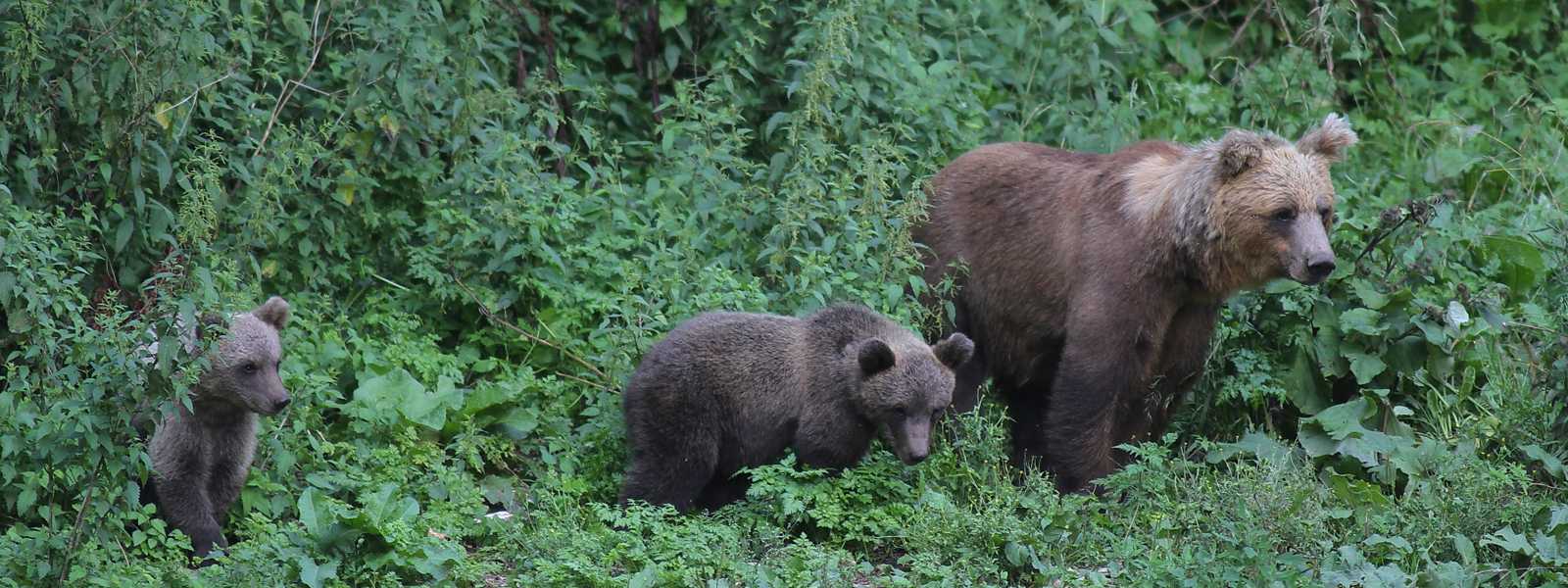 Bear watching Slovenia